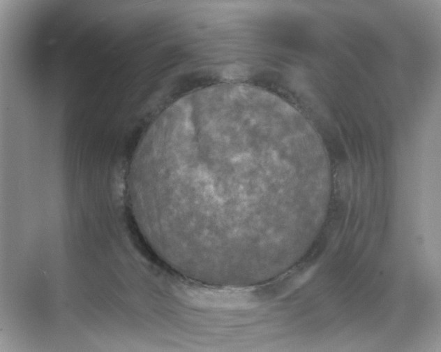 X0000073980032200609051922