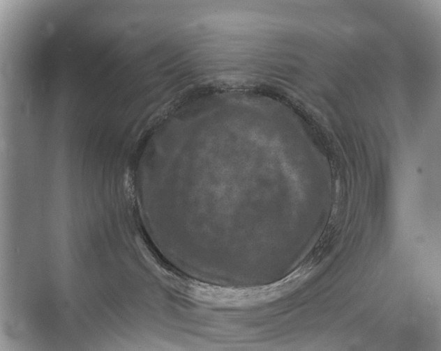 X0000073980048200609051922