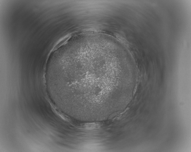 X0000073980050200609051921