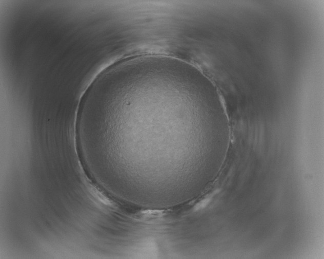 X0000073980052200609051921