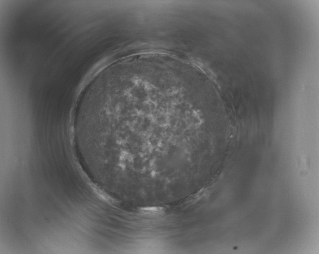 X0000073980053200609051921