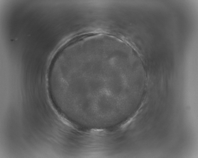 X0000073980055200609051922