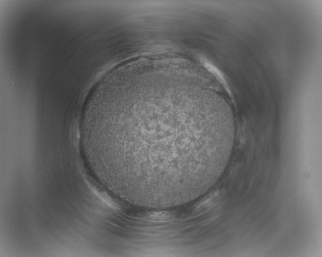 X0000073980059200609051922