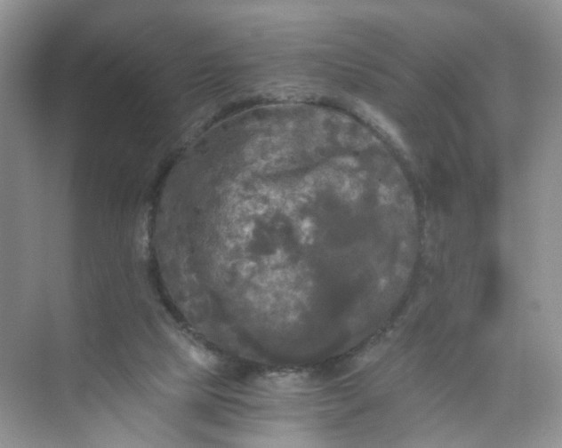 X0000073980065200609051922