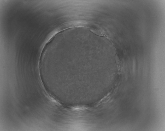 X0000073980099200609051921