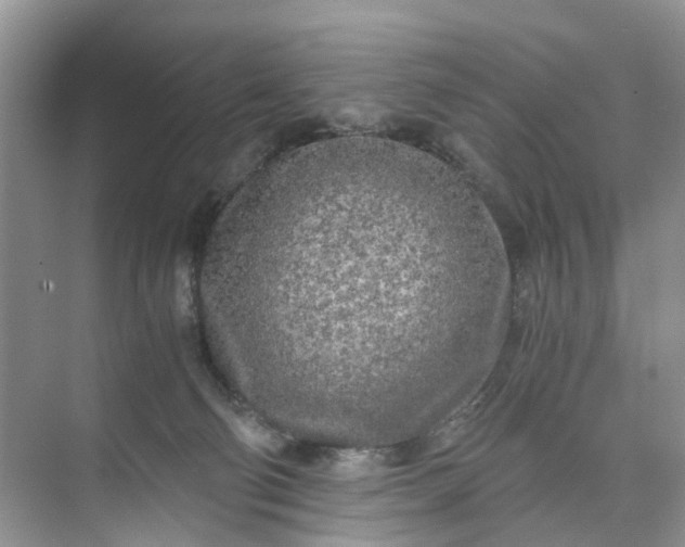 X0000073980130200609051921