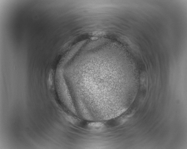 X0000073980133200609051921