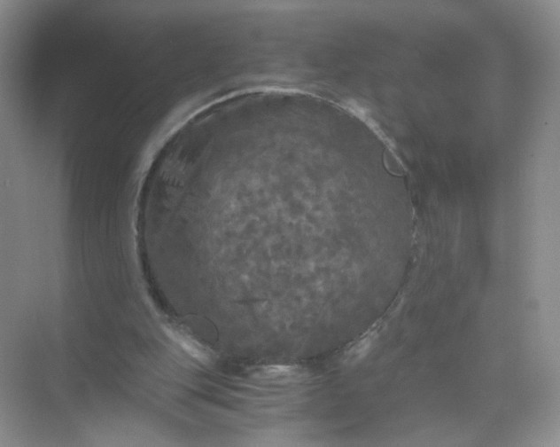 X0000073980151200609051920