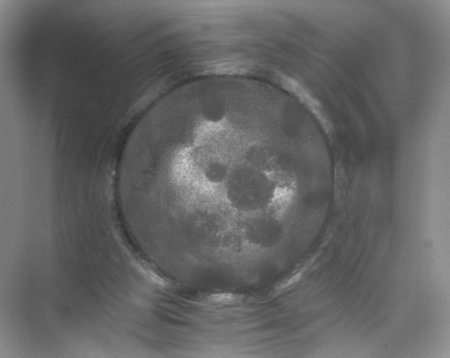 X0000073980153200609051920