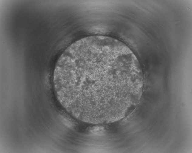 X0000073980162200609051920