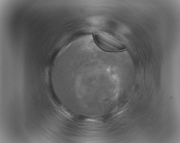 X0000073980167200609051920