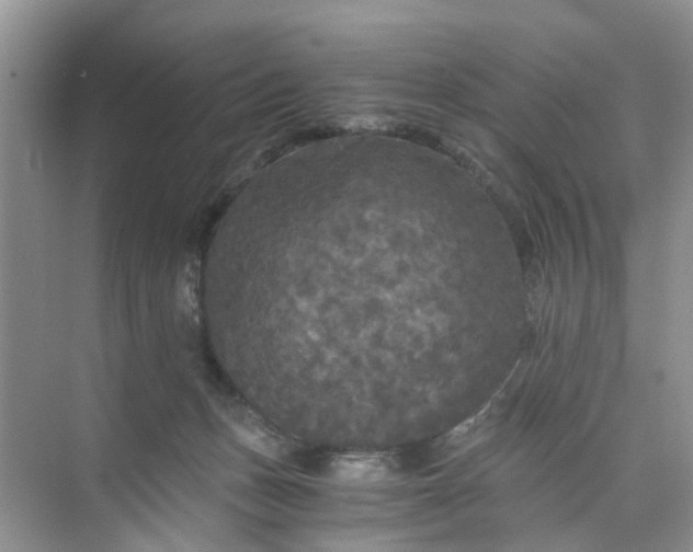 X0000073980175200609051920