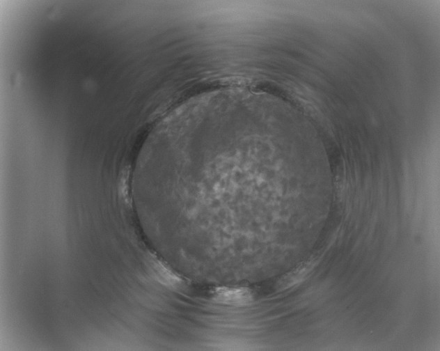 X0000073980185200609051920