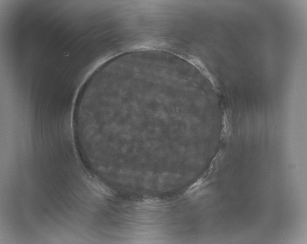 X0000073980196200609051920