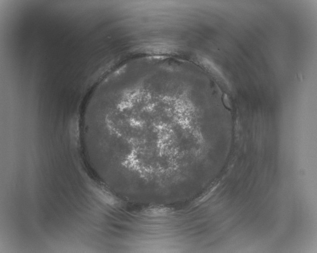 X0000073980202200609051920