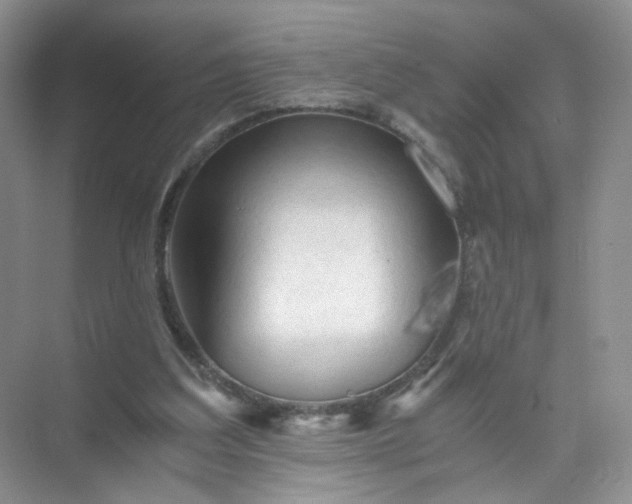 X0000073980203200609051920