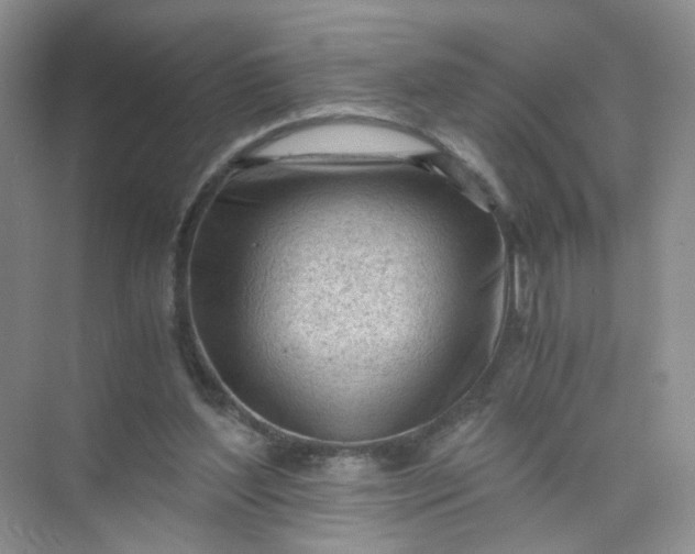 X0000073980204200609051920