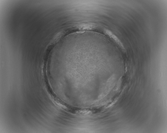 X0000073980209200609051920