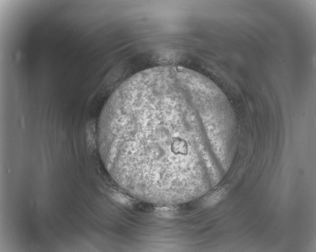 X0000073980240200609051919