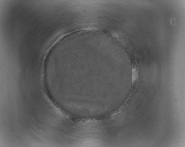 X0000073980243200609051918