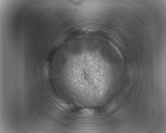 X0000073980328200609051917