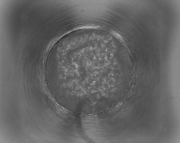 X0000073980337200609051917