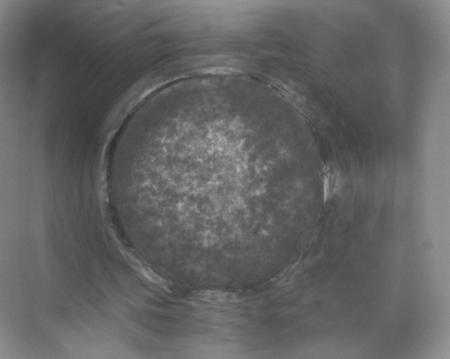 X0000073980339200609051917