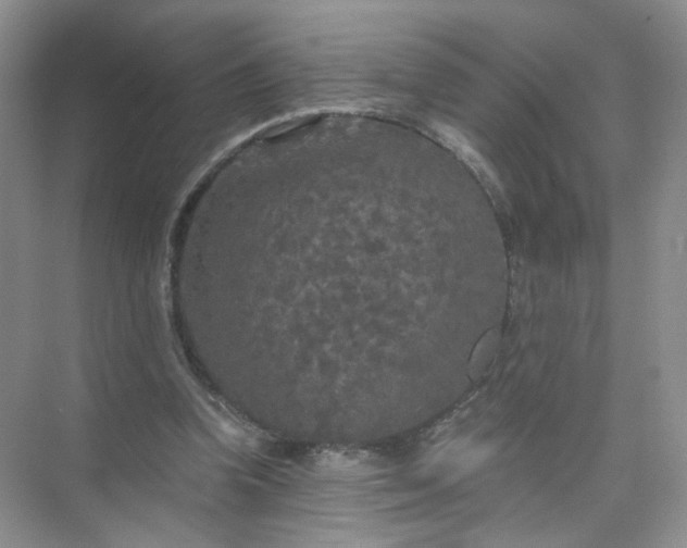 X0000073980346200609051917