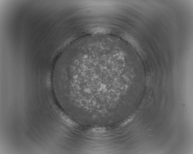 X0000073980353200609051917