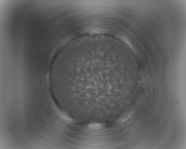 X0000073980357200609051917