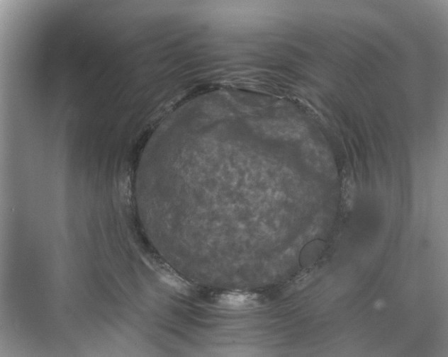 X0000073980375200609051917