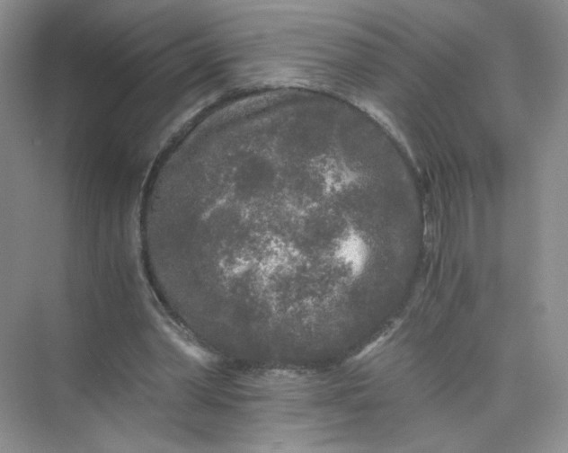 X0000073980390200609051916