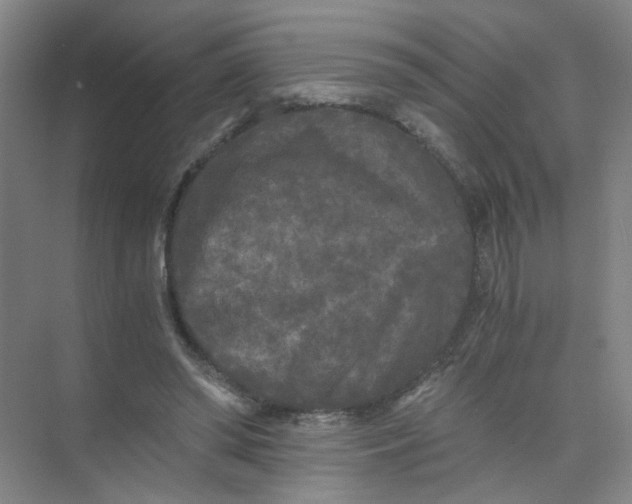 X0000073980398200609051916