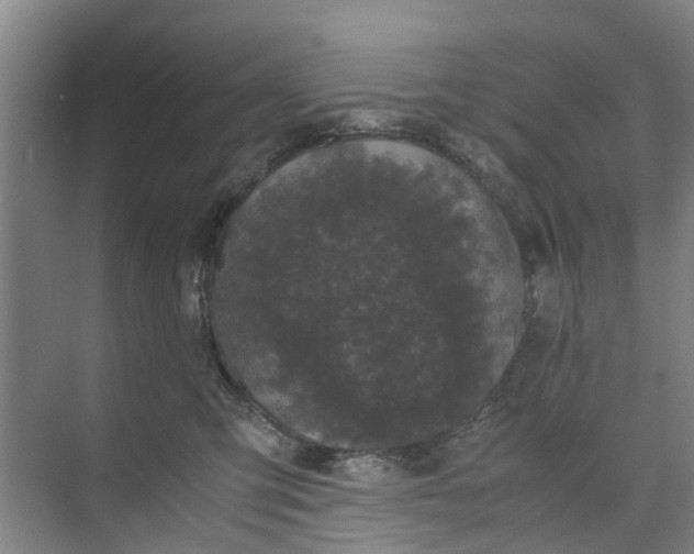 X0000073980423200609051916