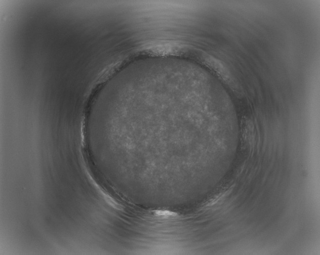 X0000073980590200609051913