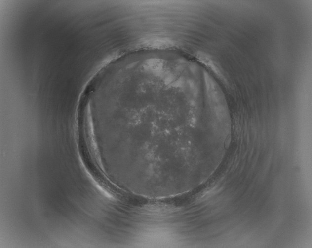 X0000073980630200609051912