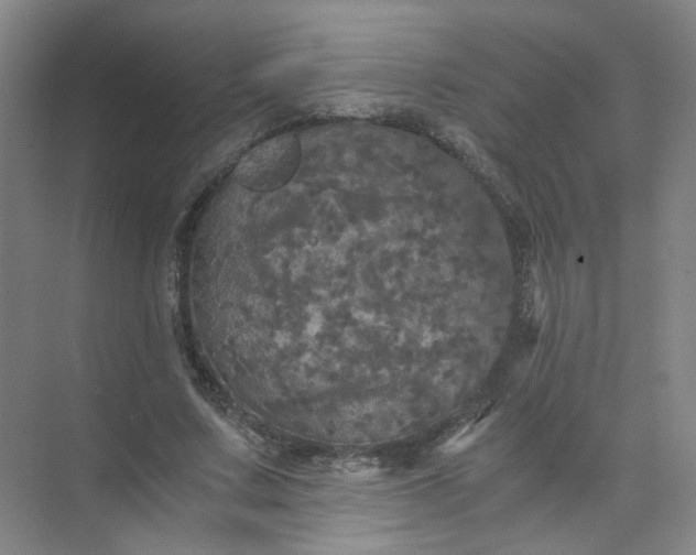 X0000073980683200609051911