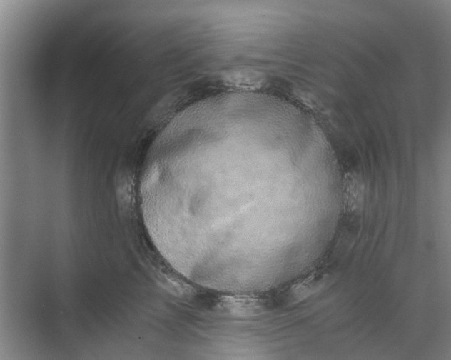 X0000073980713200609051911