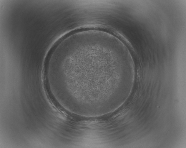 X0000073980724200609051910