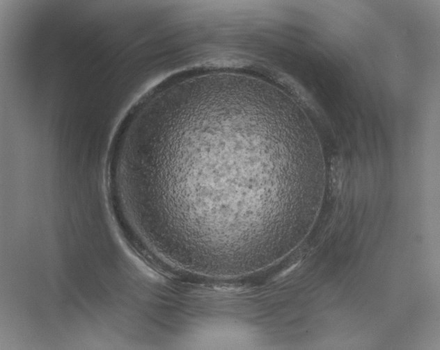 X0000073980726200609051910