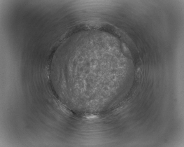 X0000073980772200609051910