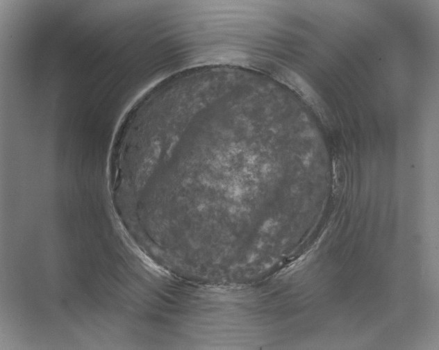 X0000073980780200609051910