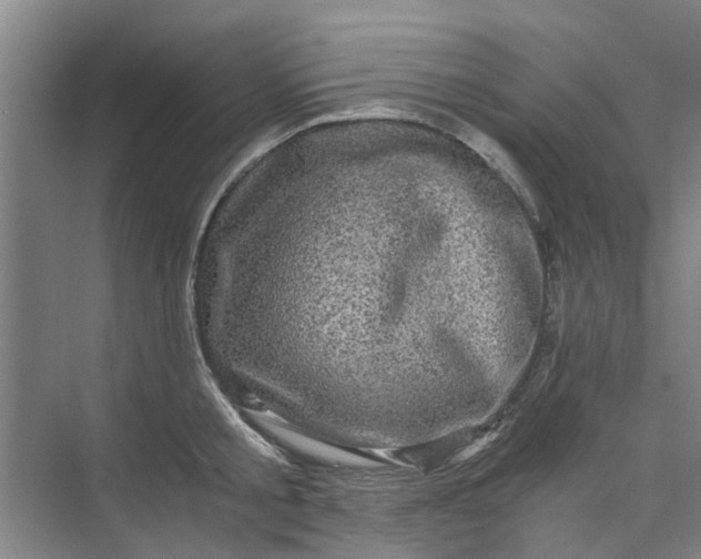 X0000073980805200609051909