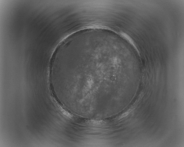 X0000073980831200609051909