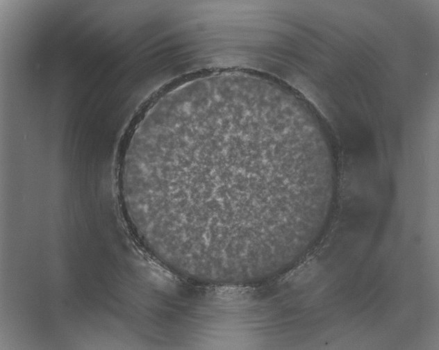 X0000073980832200609051909