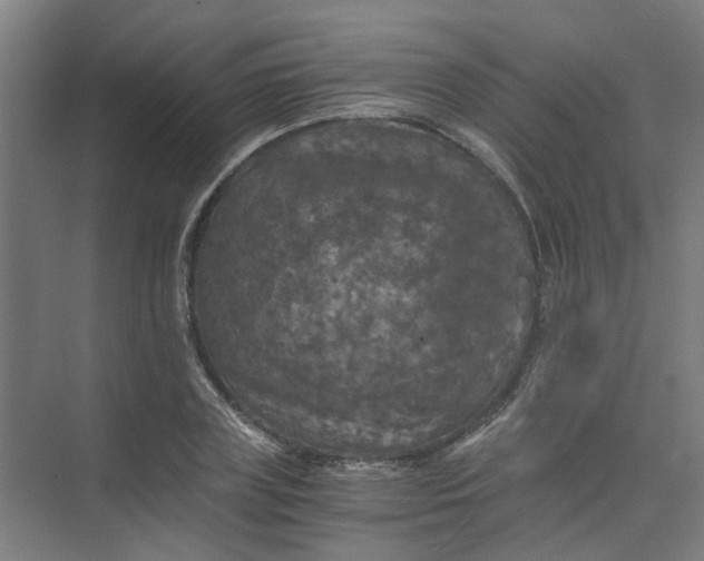 X0000073980835200609051909