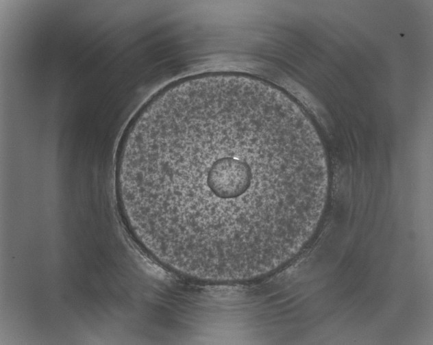 X0000073980836200609051909