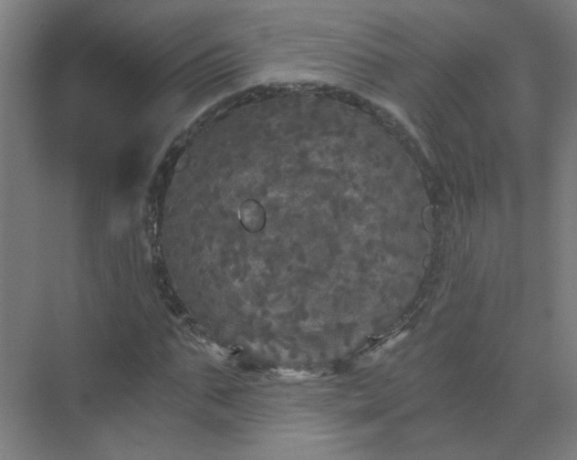 X0000073980871200609051908