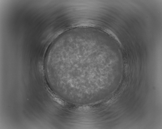 X0000073980882200609051908