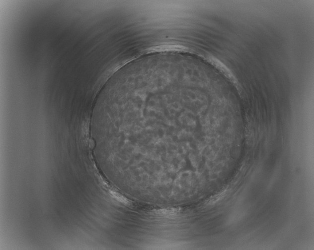 X0000073980937200609051907